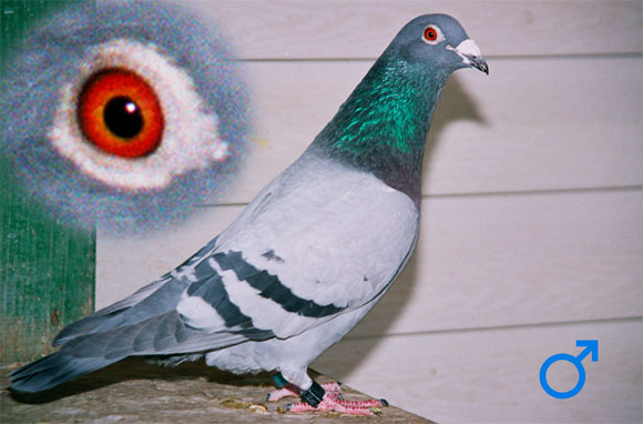 pigeon 16429-02-1