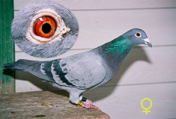 pigeon female